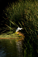 Egret