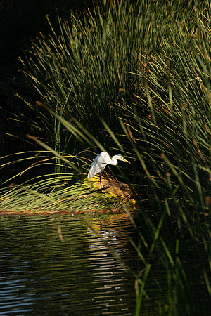 Egret