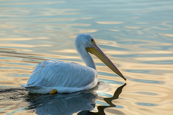 White Pelican