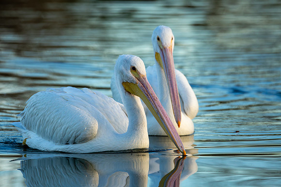 White Pelicans